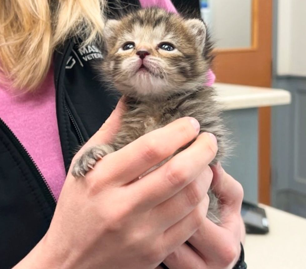 tiny tabby kitten