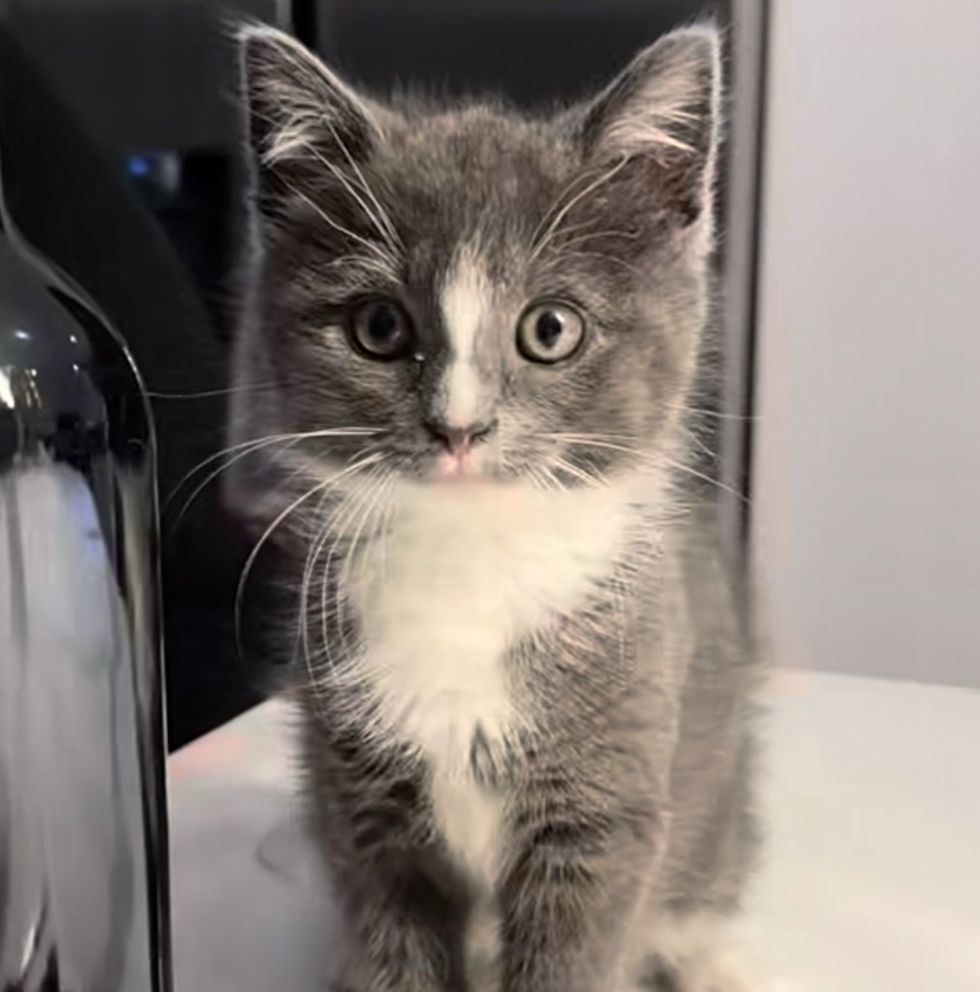 kitten gray white