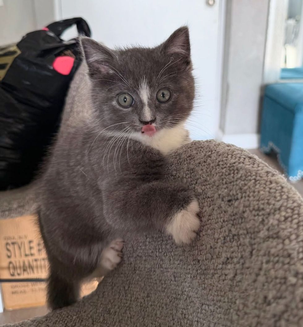 kitten playful home