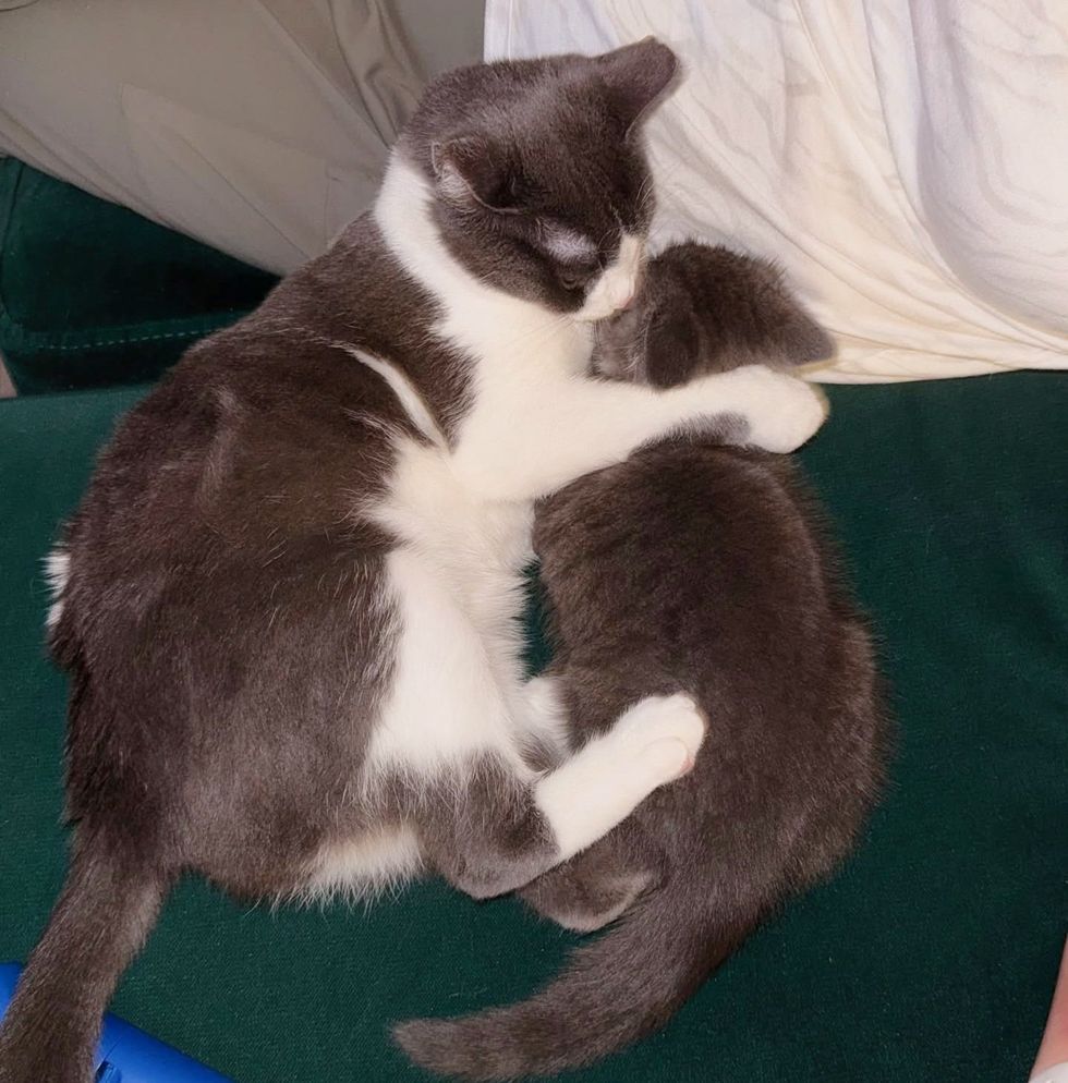 cat kitten snuggles