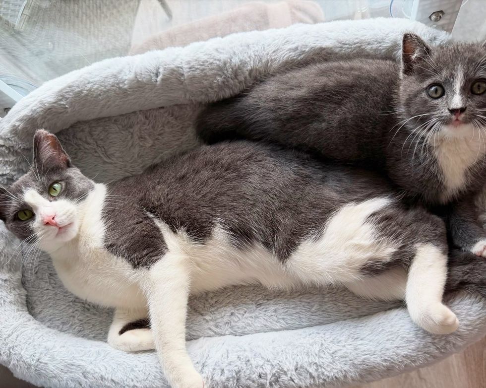 kitten cat snuggle friends
