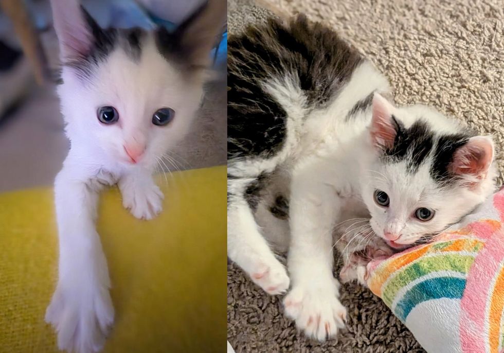playful kitten attention seeker