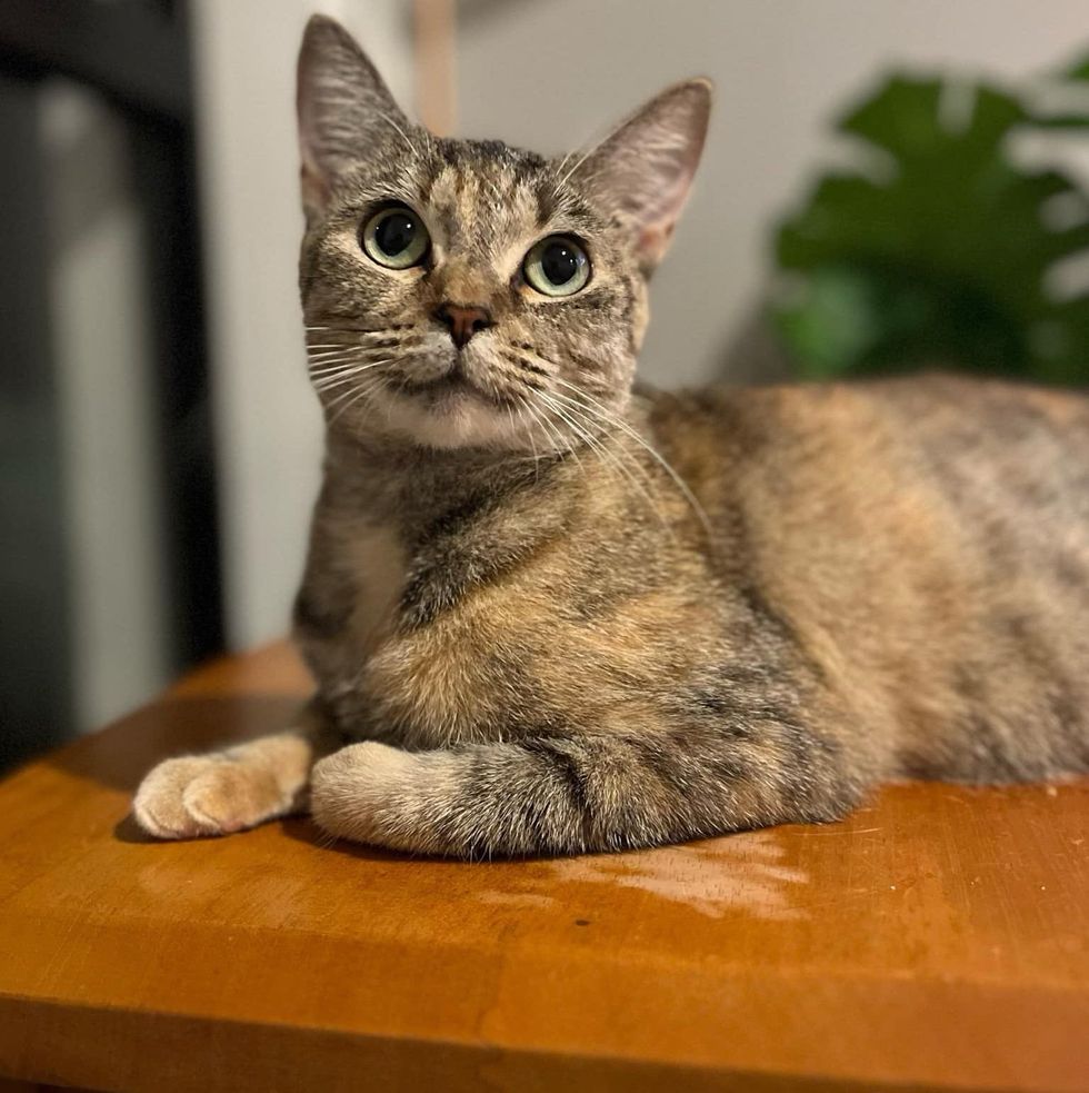 beautiful cat tabby
