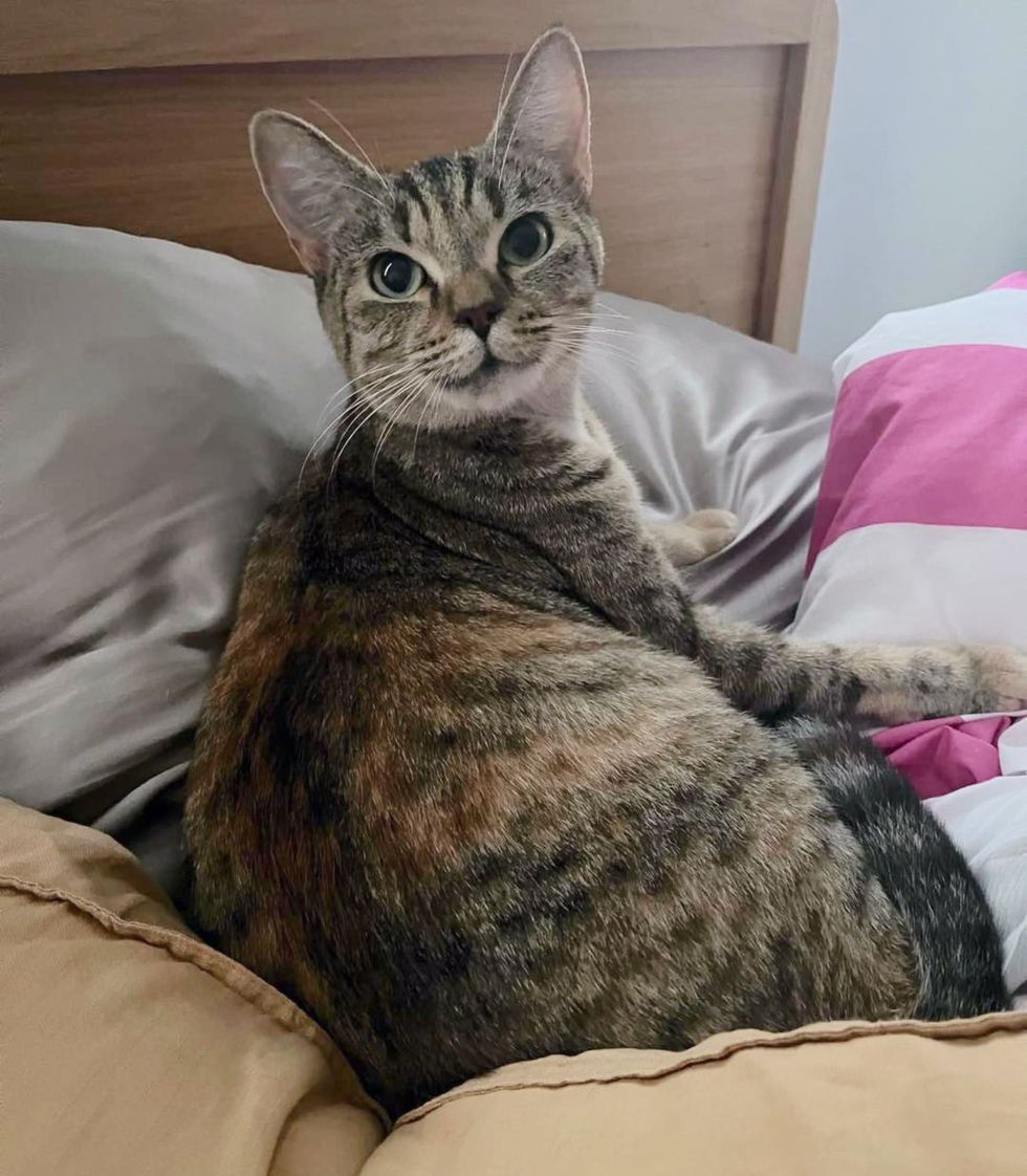 tabby cat smile