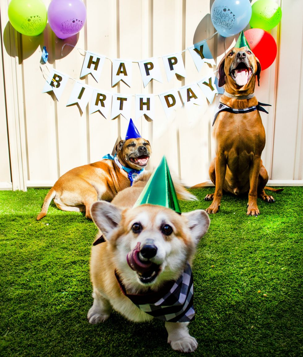dogs, birthday parties, birthday, pups, dog birthday