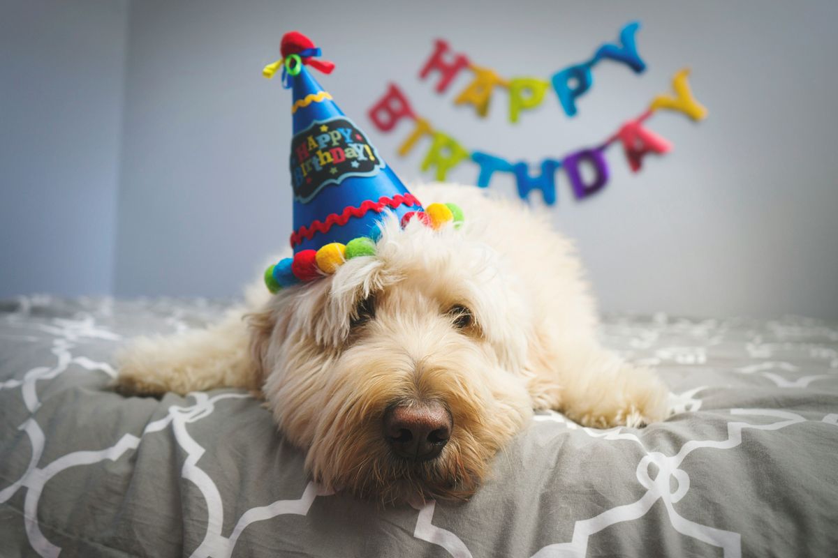 dog, birthday, party, dogs birthday, Internet