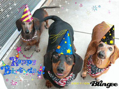 gif, dogs, dog birthday party, birthday, party, party hats