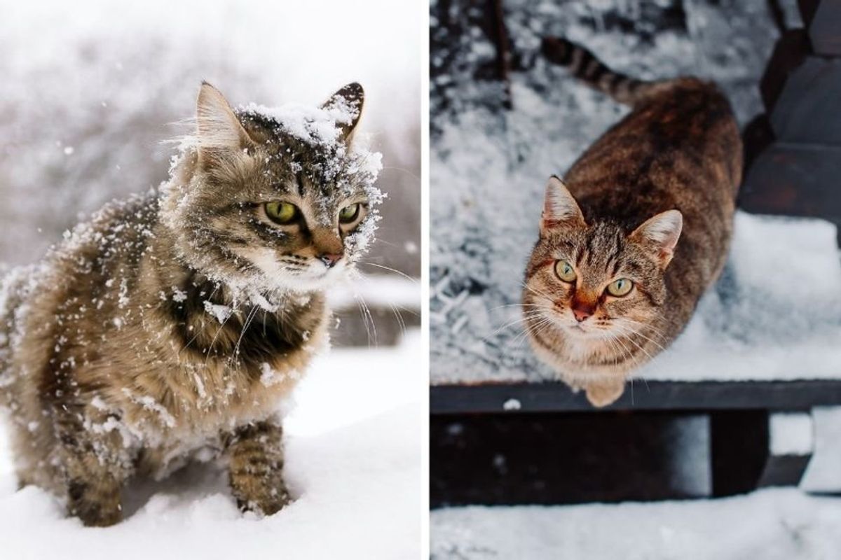 cats, snow, winter, stray cats, strays, kindness