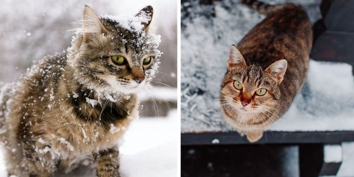 Woman builds an elaborate hotel in her yard for stray cats to stay cozy through the winter