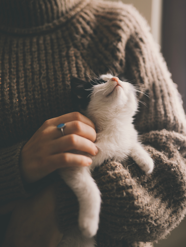 cats, stray cats, pet cats, felines, kitties