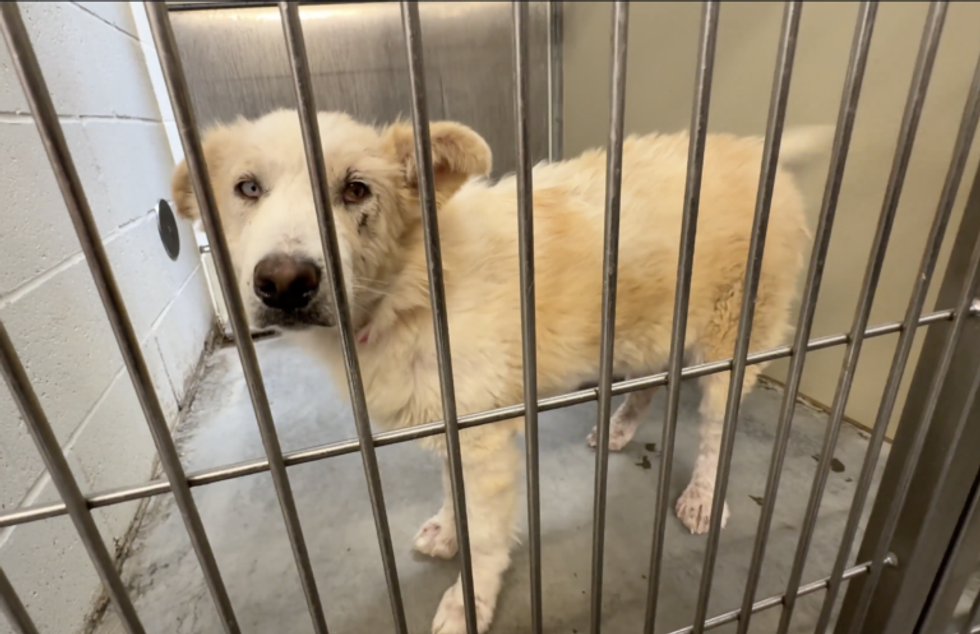rescue dog, shelter dog, rocky kanaka, animal welfare, pets