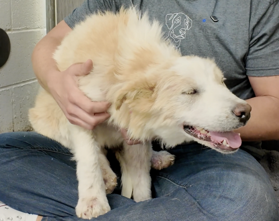 rescue dog, shelter dog, rocky kanaka, animal welfare, pets