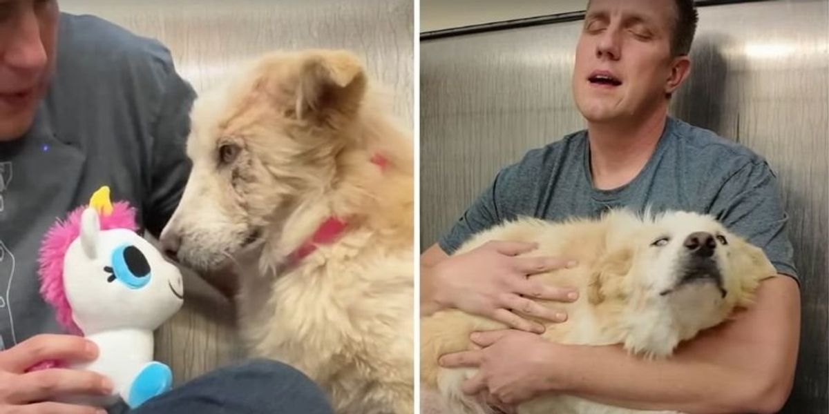 Stray shelter dog didn't know what to do with her first toy but melted with affection