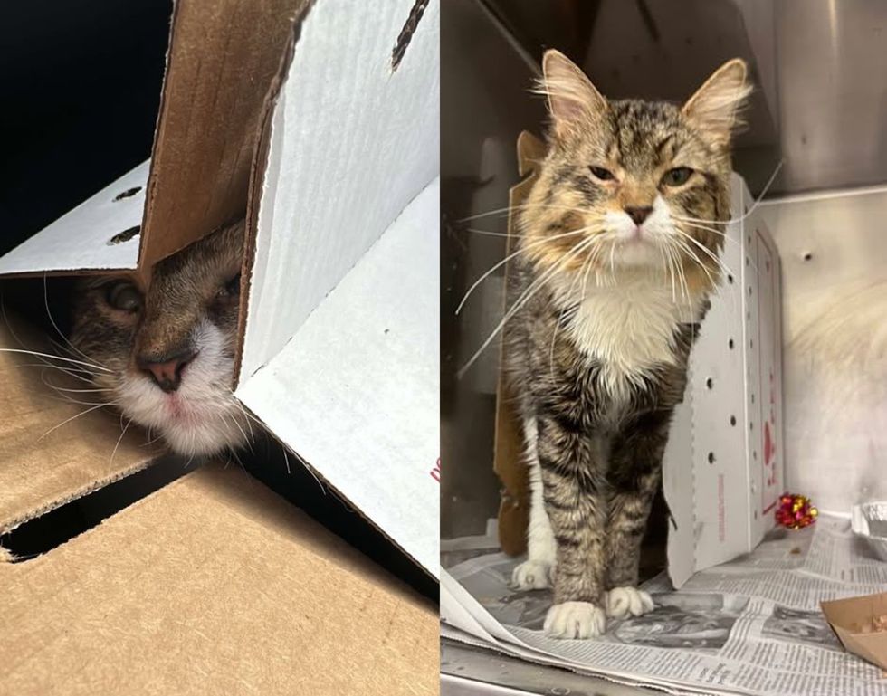 rescue shelter cat