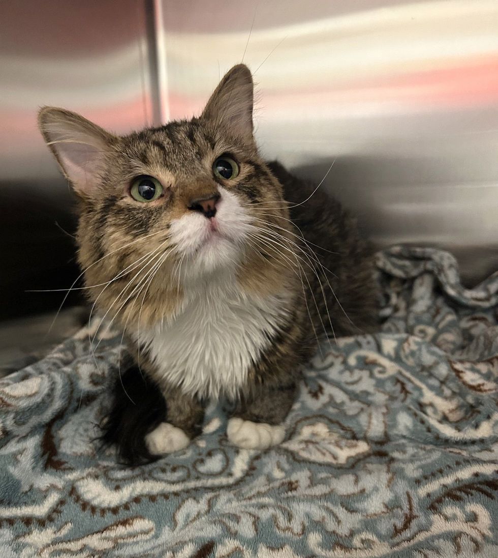 cat shelter fluffy