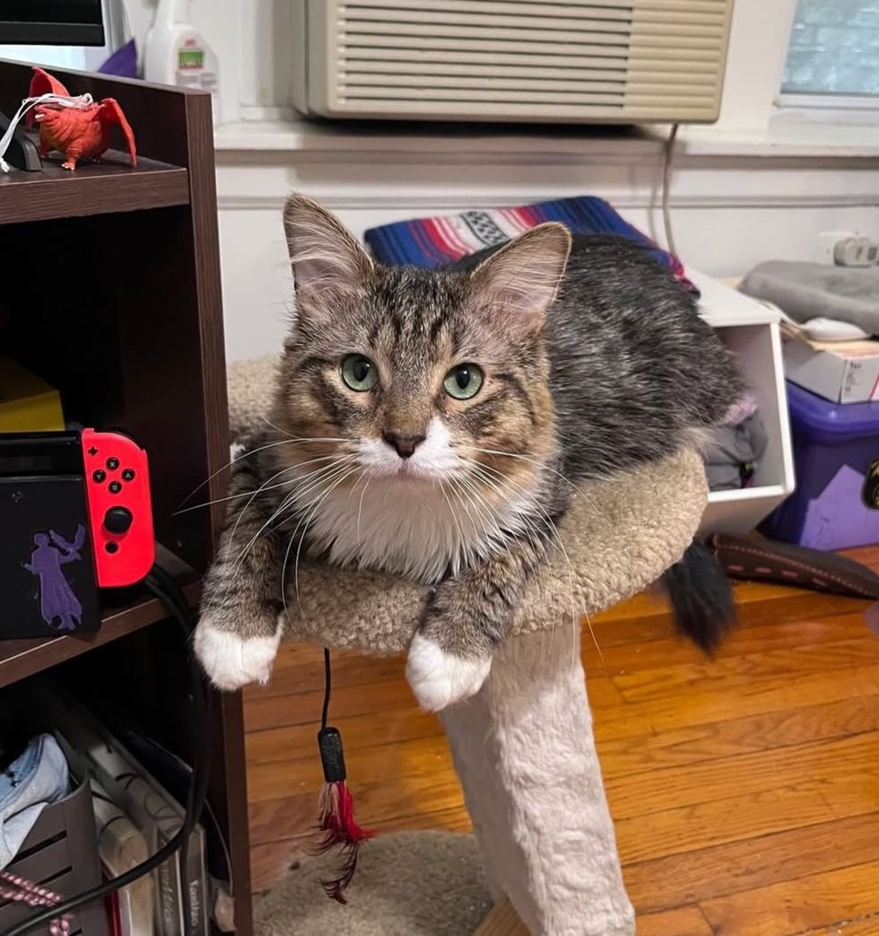 fluffy cat perching