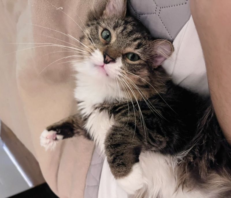 snuggly happy cat