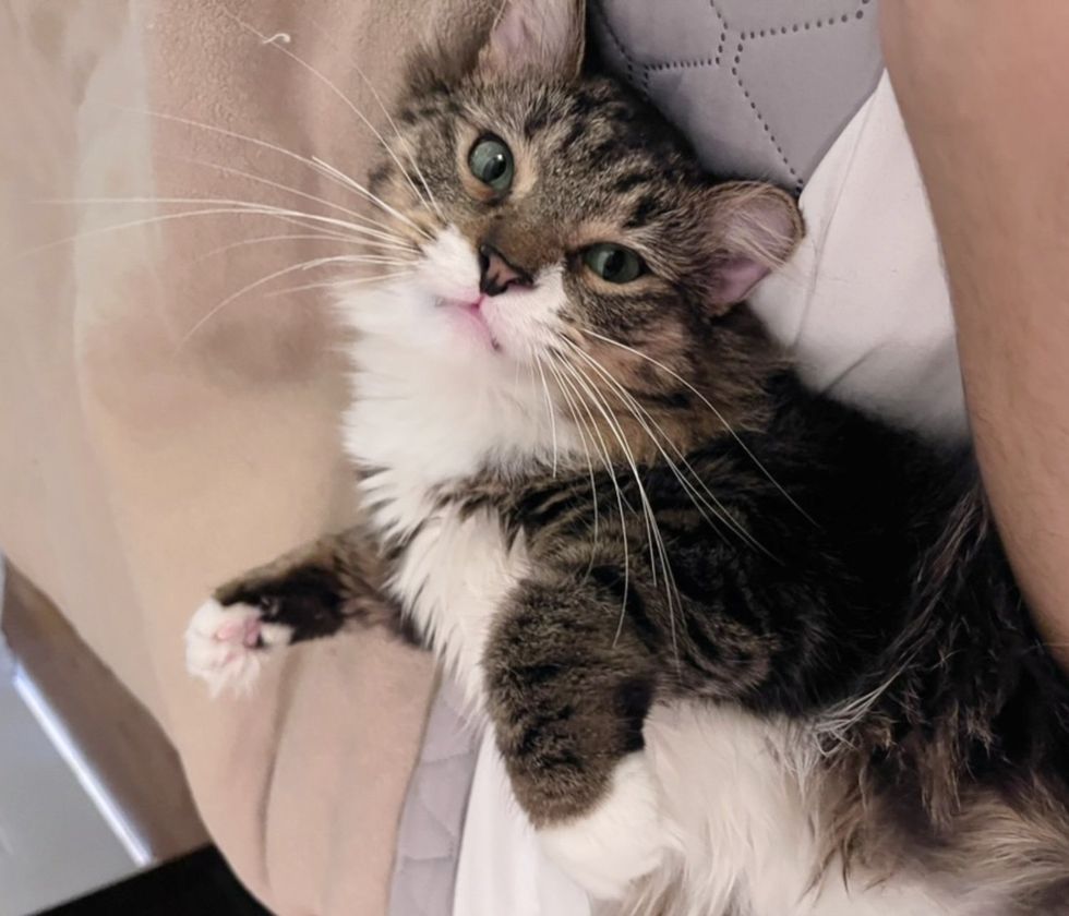 snuggly happy cat