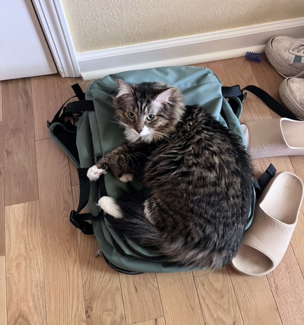 fluffy cat bag