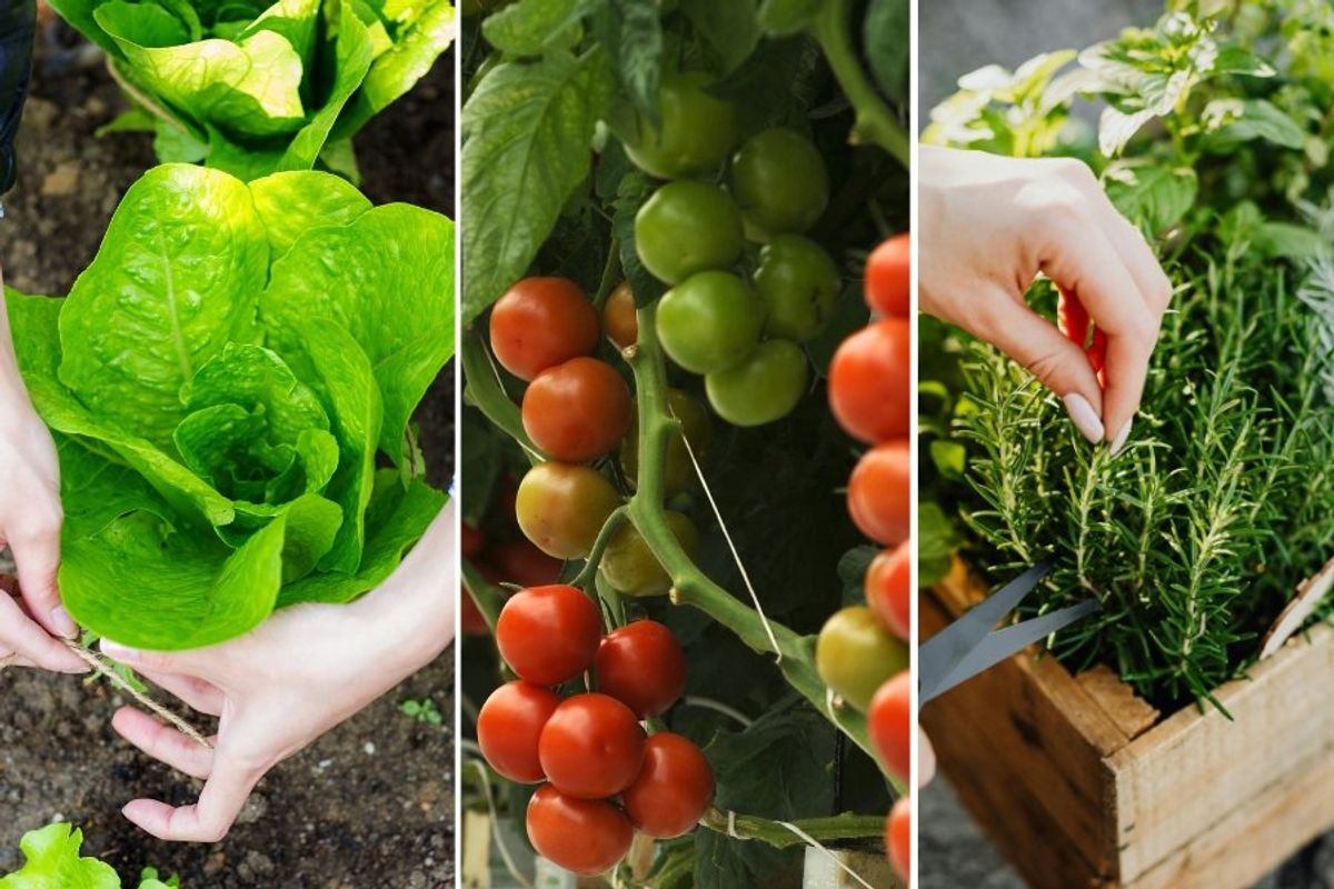 lettuce, tomatoes, rosemary, grow your own vegetables, herb garden