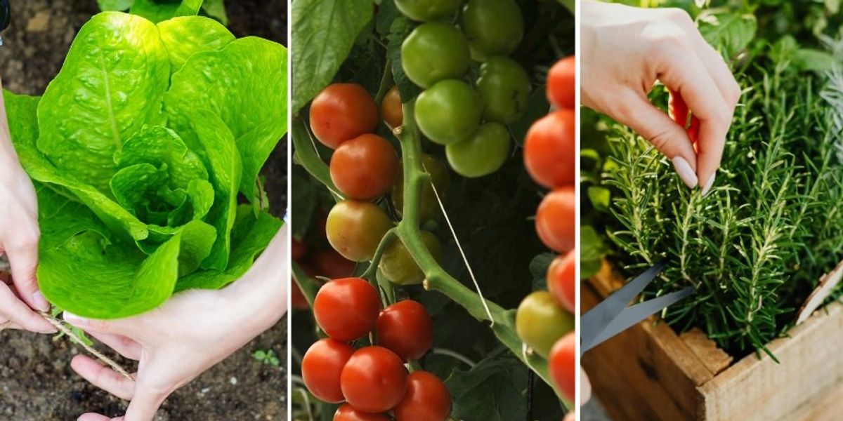 6 foods that are so much cheaper to grow than to buy it's not even funny