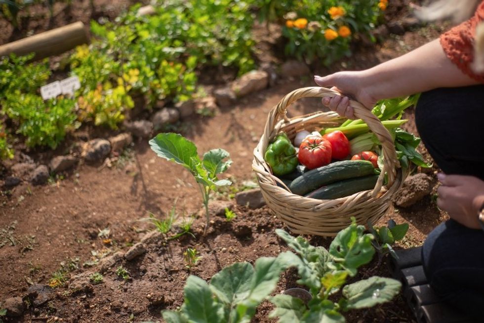 vegetable garden, grow your own food, plant a garden, save money, produce