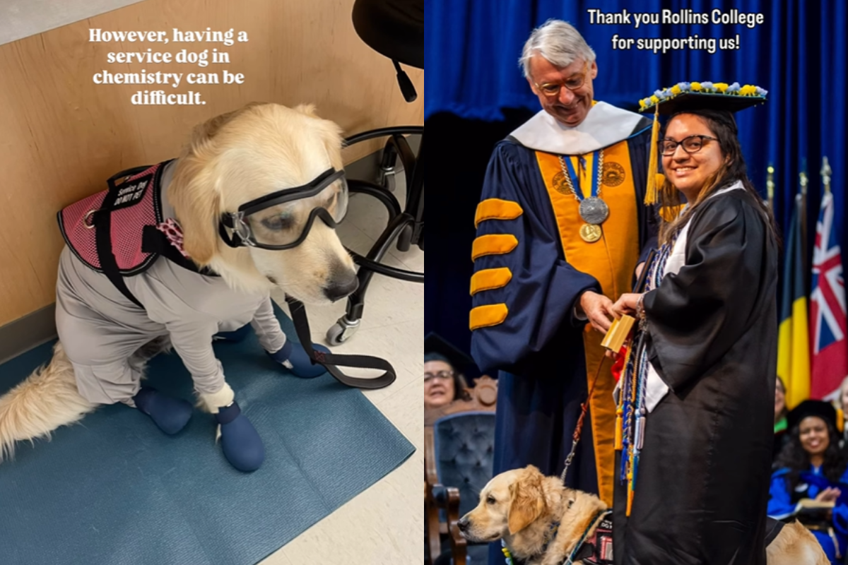 service dog, chemistry, graduation, rollins college, ppe