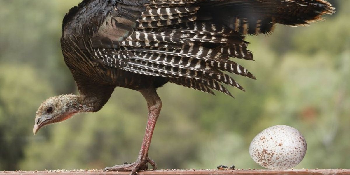 Why do we eat chicken eggs, duck eggs, and quail eggs, but not turkey eggs?