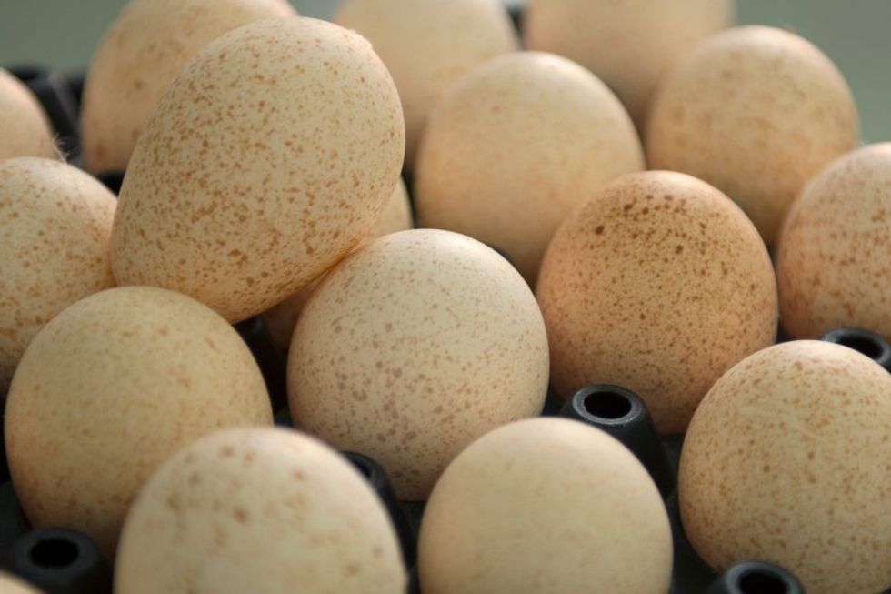 turkey eggs, eating eggs, chicken eggs, egg production