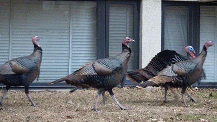 turkeys, wild turkeys, turkey eggs