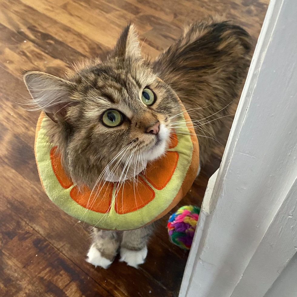 cat cone home