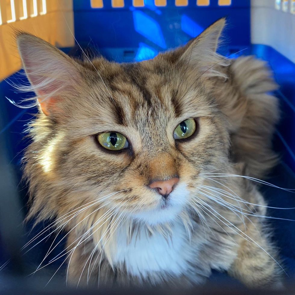 fluffy cat carrier