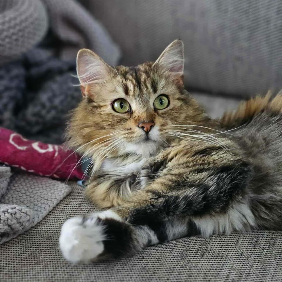 cat happy fluffy
