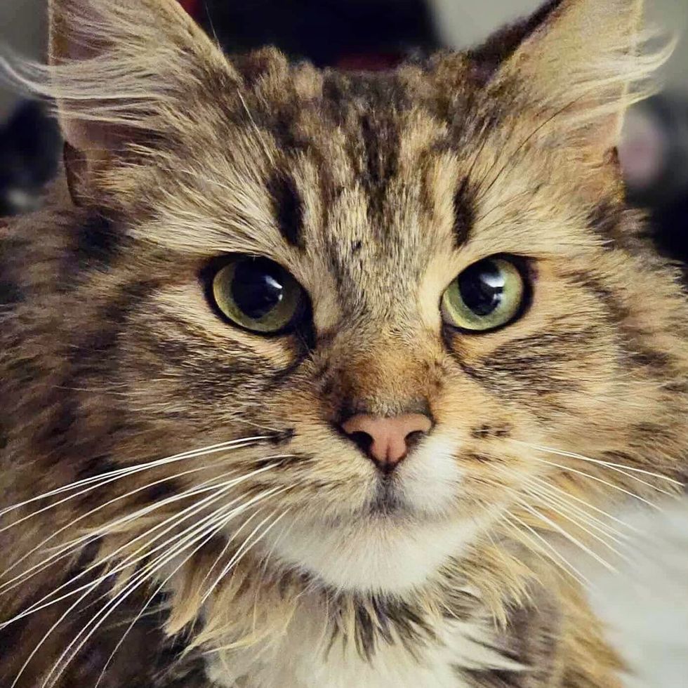 fluffy cat cute