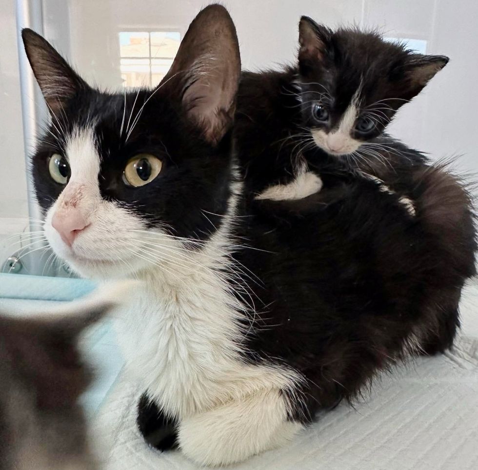 cat mom kitten