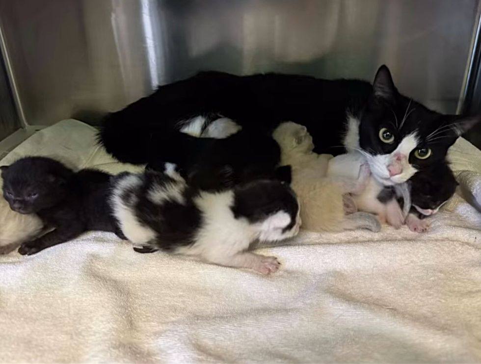 cat shelter kittens