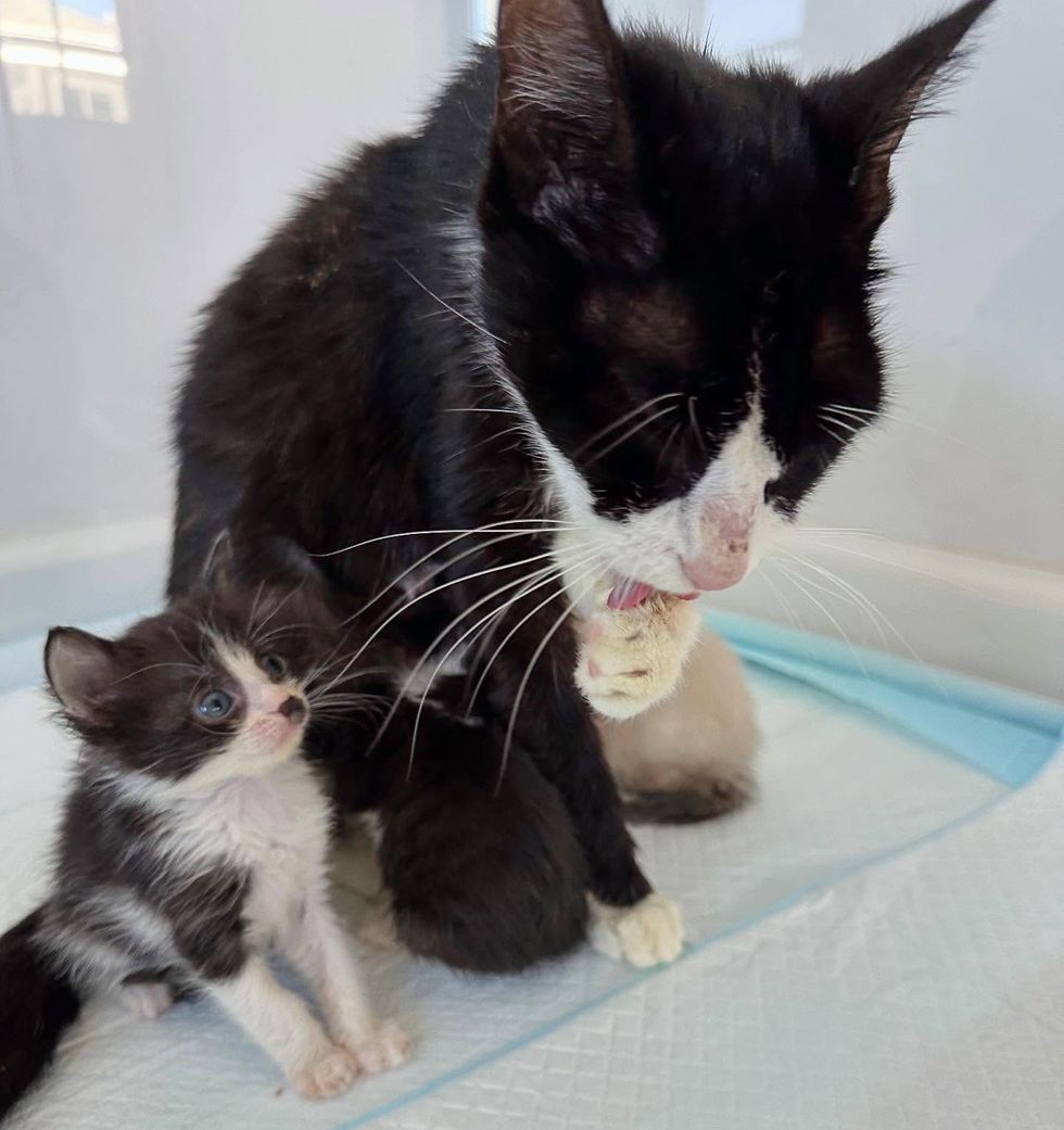 tuxedo cat kitten