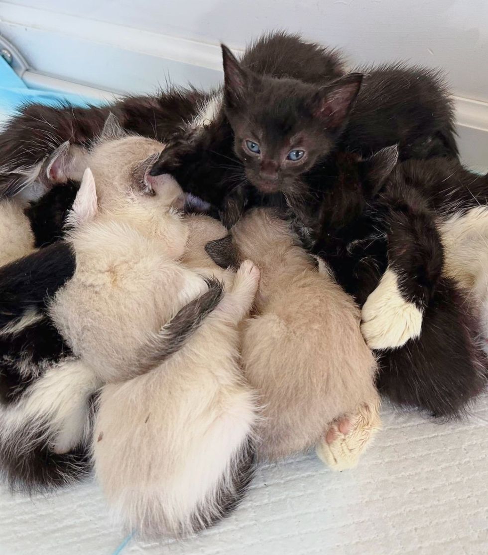 snuggly kittens pile
