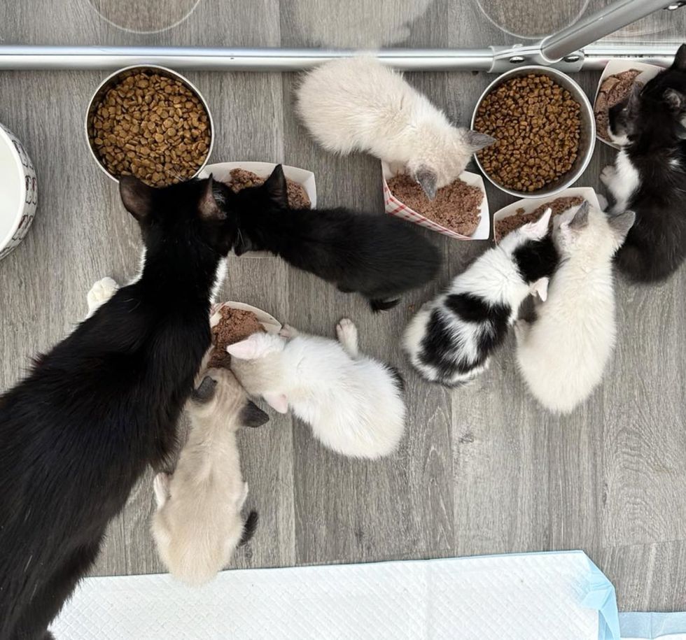 cat kittens dinner time