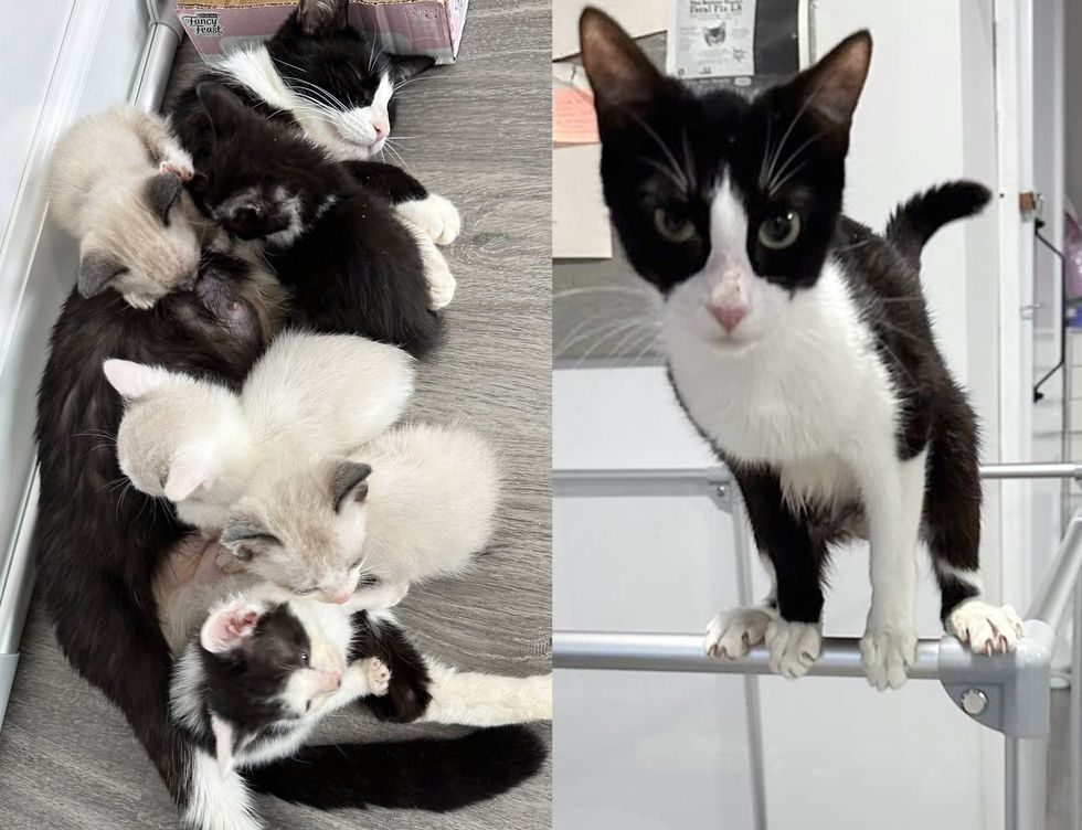 cat nursing kitten perch