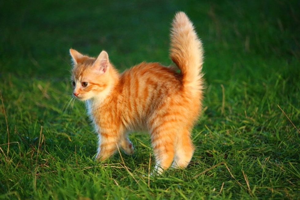 orange cat, ginger kitty, male orange cat, female orange cat, genetic mutation