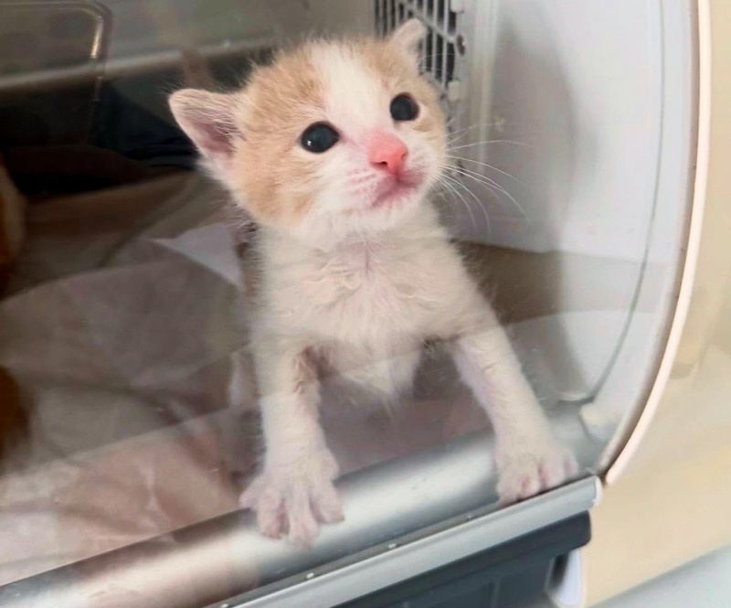 kitten orphan incubator