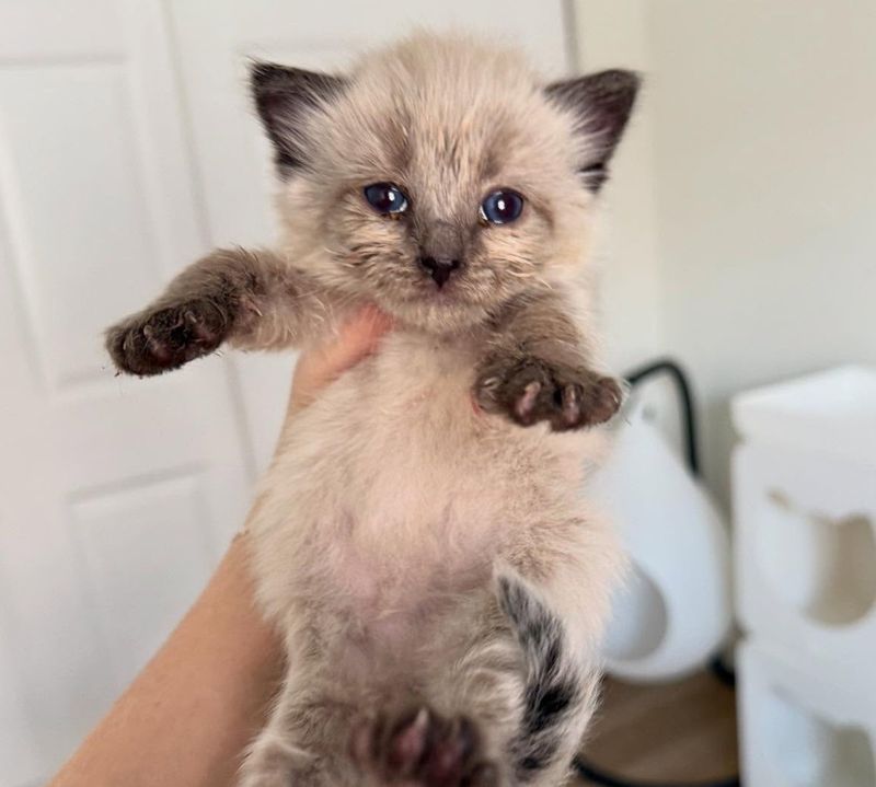 fluffy siamese kitten
