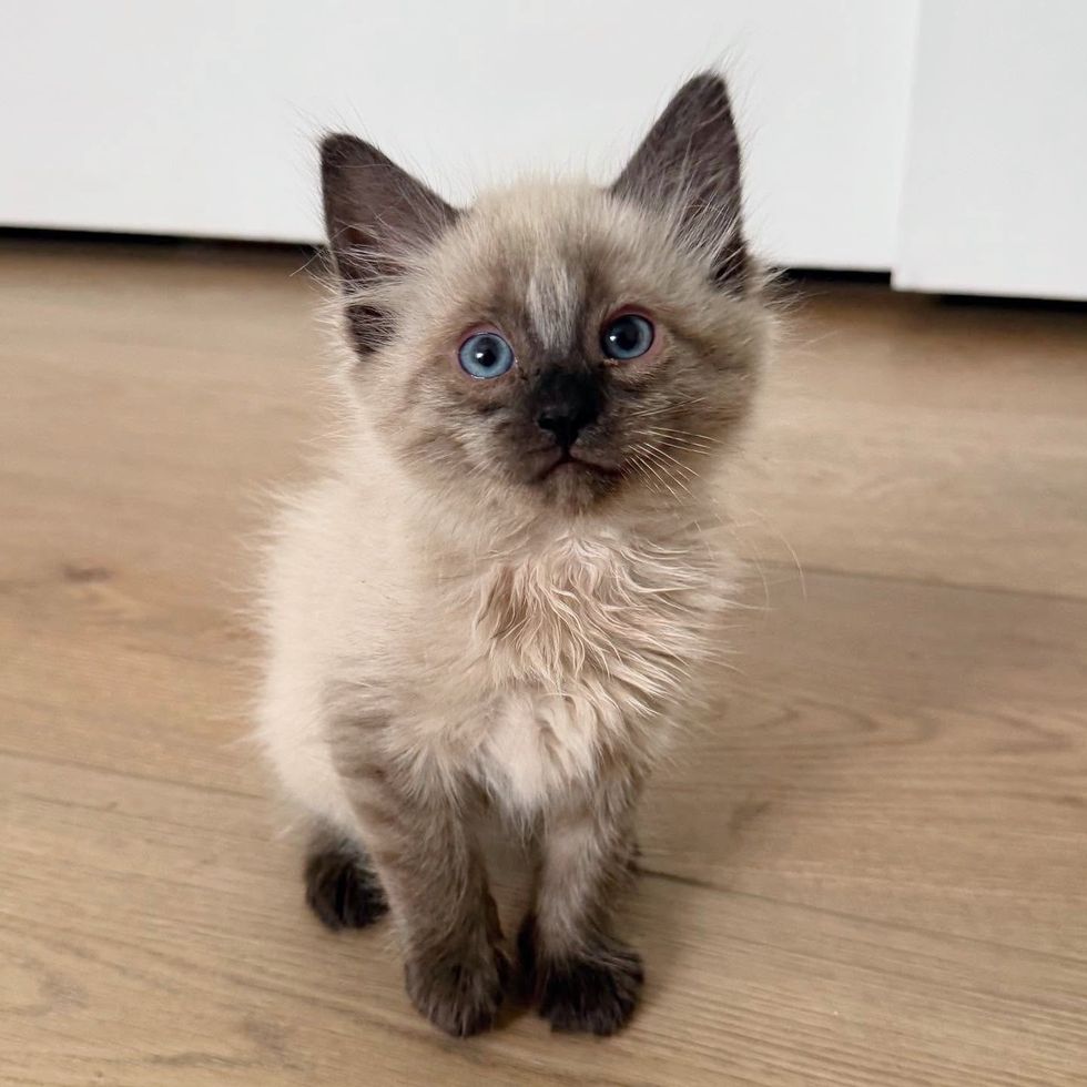 fluffy happy kitten