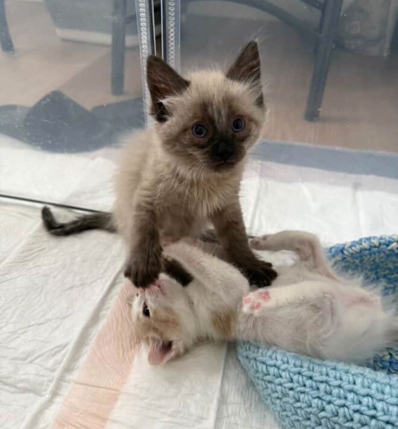 playful wrestling kittens