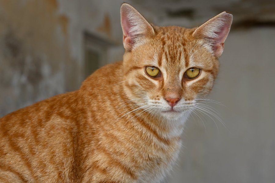 orange cat, ginger kitty, male orange cat, female orange cat, genetic mutation