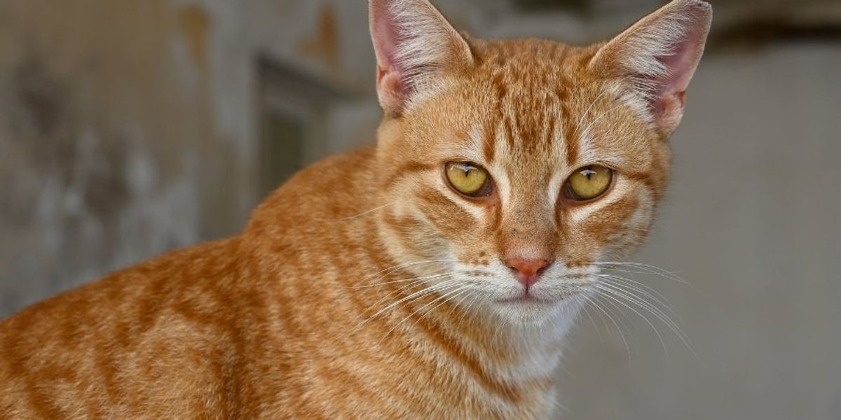 Scientists have finally discovered the gene mutation that makes most orange cats male