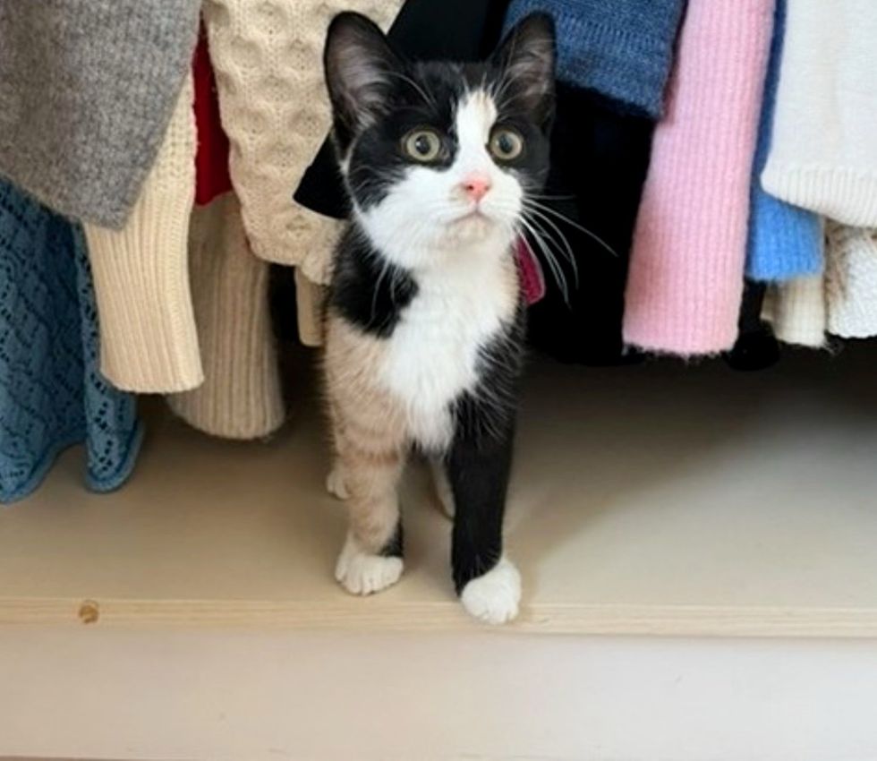 calico kitten home