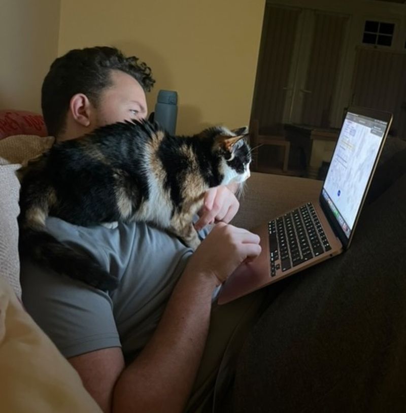 calico shoulder cat