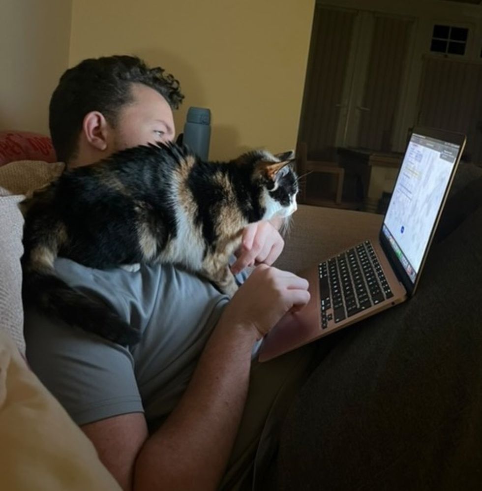 calico shoulder cat